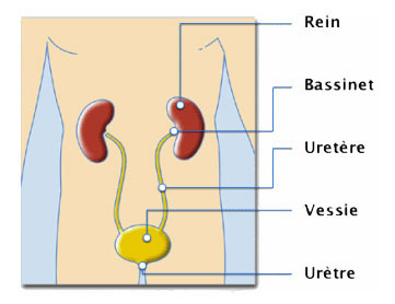 Uretères : tumeurs - Centre d'Urologie Lyon Ouest